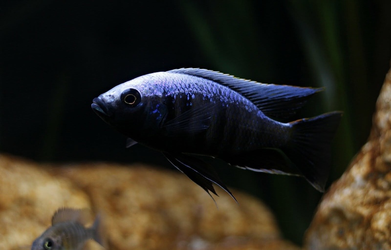 Copadichromis trewavasae 'Msisi'